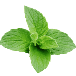 mint s